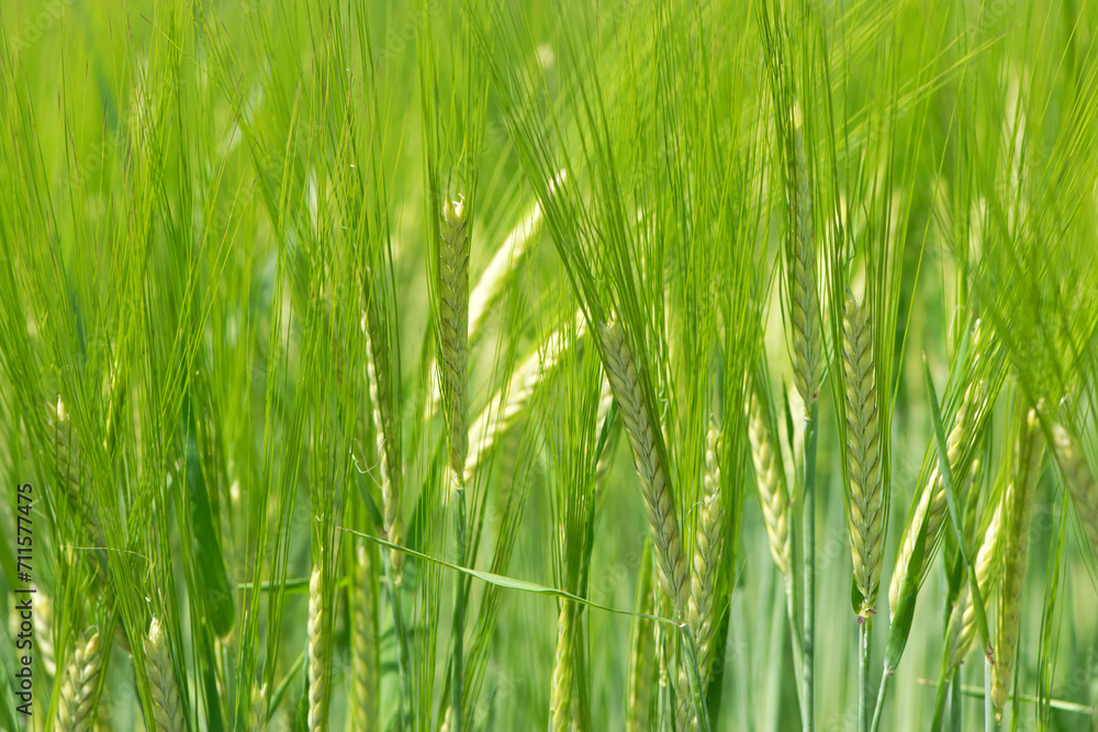 Young Wheat ears illuminated by sunlight. Gorgeous shape of the Wheat spikes. concept of a good harvest in an agricultural field. green spikelets. rye, close-up. green natural background Young Wheat ears illuminated by sunlight. Gorgeous shape of the Wheat spikes. concept of a good harvest in an agricultural field. green spikelets. rye, close-up. green natural background
