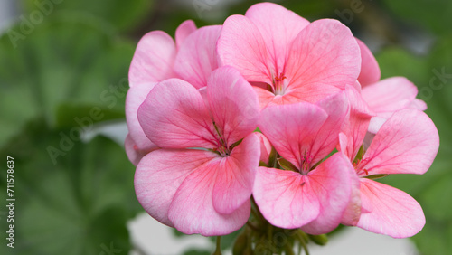 Geranium. small pale pink flowers. Floral background. Pink flowers of homegrown violets in a pot on a green background. bokeh, beautiful flower, close-up. beauty in nature, gardening, macro photo.