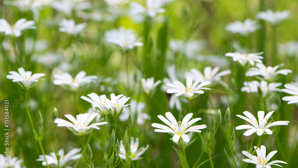 Stellaria holostea. delicate forest flowers of the chickweed, Stellaria holostea or Echte Sternmiere. floral background. white flowers on a natural green background. close-up. soft focus Stellaria holostea. delicate forest flowers of the chickweed, Stellaria holostea or Echte Sternmiere. floral background. white flowers on a natural green background. close-up. soft focus