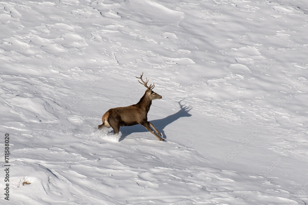 Massive Red deer stag (Cervus elaphus) running in deep snow in a competely white alpine meadow, Alps Mountains, Italy, horizontal, January,