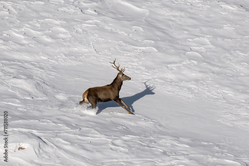 Obraz na płótnie Massive Red deer stag (Cervus elaphus) running in deep snow in a competely white alpine meadow, Alps Mountains, Italy, horizontal, January, w salonie