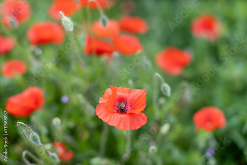Blooming poppies in a grass. Shallow focus. Summer season in France