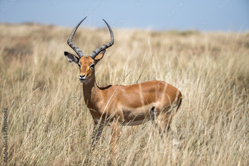 A male impala or rooibok, aepyceros melampus, grazing in the lush long grass of the Masai Mara, Kenya. A male impala or rooibok, aepyceros melampus, grazing in the lush long grass of the Masai Mara, Kenya.