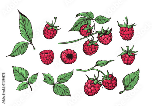 Raspberry berry with leaves, set of vector illustrations, engraving style, floral elements, objects for design patterns, backgrounds