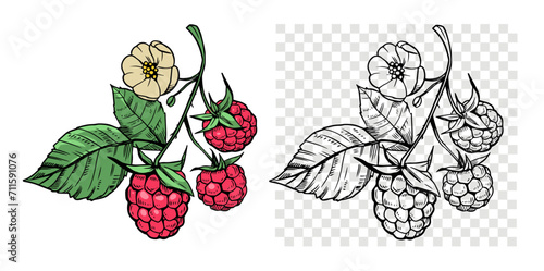 Raspberry berry with leaves, set of vector illustrations, engraving style, floral elements, objects for design patterns, backgrounds photo