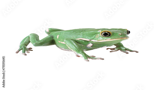 frog , animal vectors