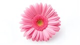 Pink flower gerbera isolated on white background.