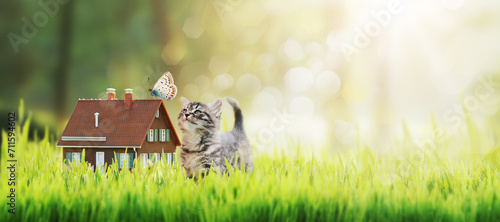 Model house and kitten on the grass