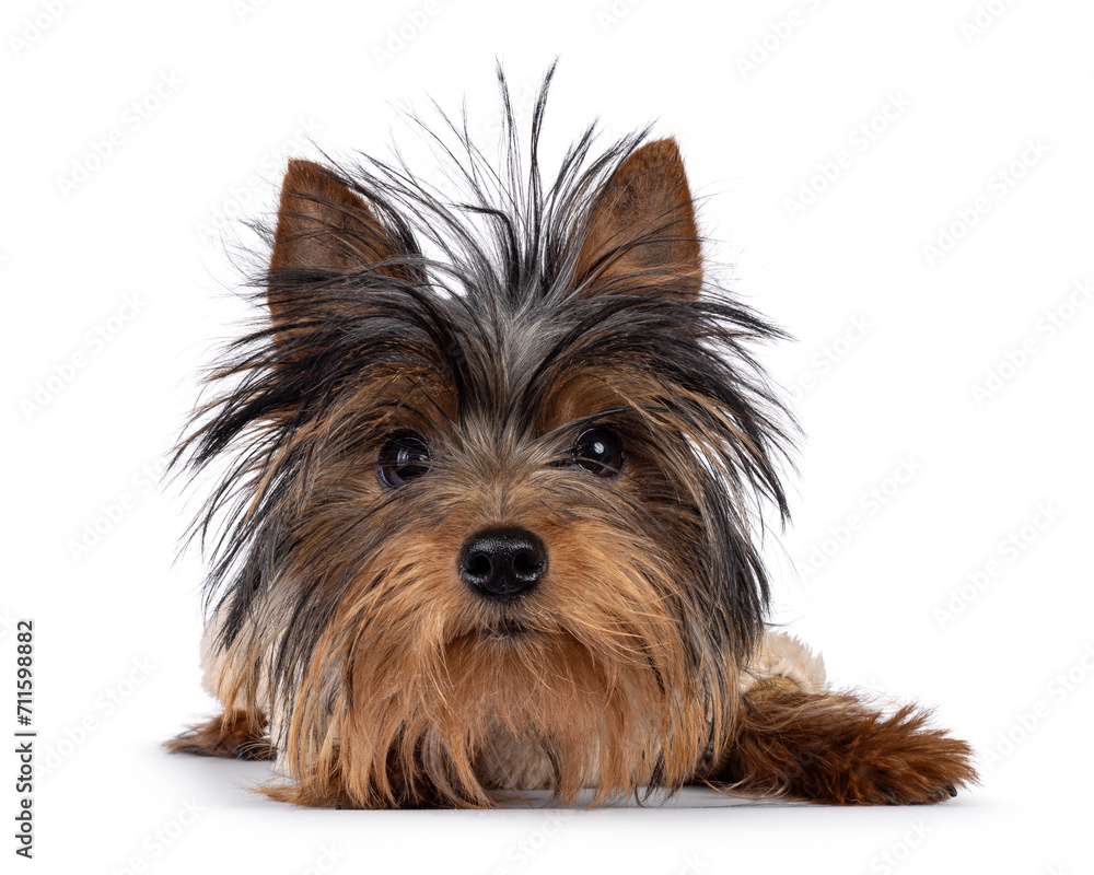 Cute little black and tan Yorkshire Terrier dog puppy, laying down facing front. Looking towards camera. Isolated on a white background. Cute little black and tan Yorkshire Terrier dog puppy, laying down facing front. Looking towards camera. Isolated on a white background.