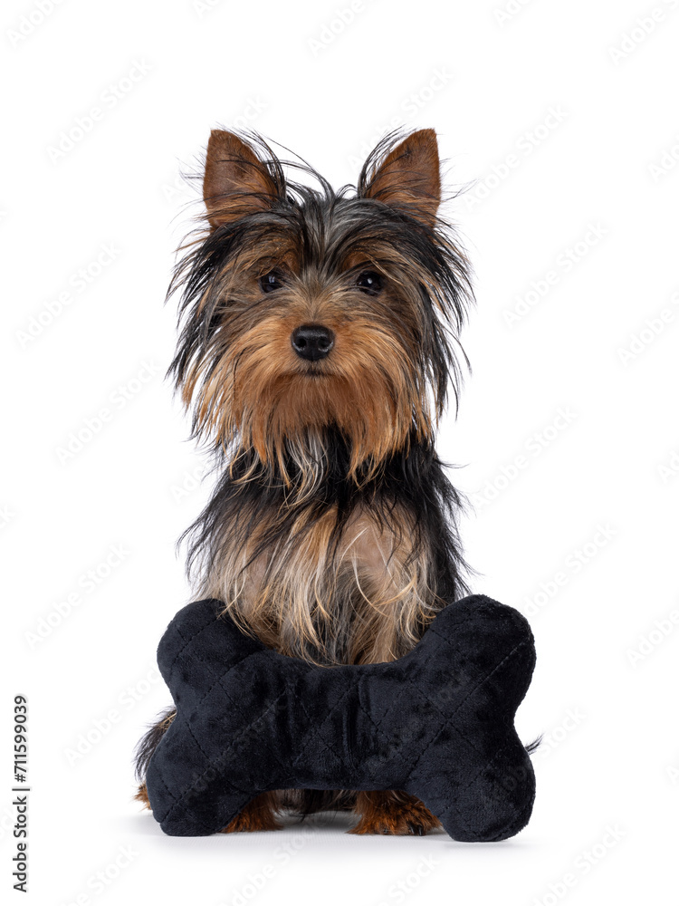 Cute little black and tan Yorkshire Terrier dog puppy, lsitting behind a black velvet bone shaped toy. Looking towards camera. Isolated on a white background. Cute little black and tan Yorkshire Terrier dog puppy, lsitting behind a black velvet bone shaped toy. Looking towards camera. Isolated on a white background.
