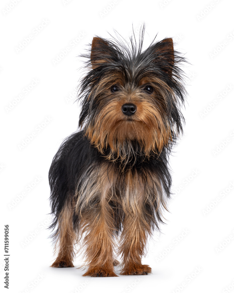Cute little black and tan Yorkshire Terrier dog puppy, standing facing front. Looking straight to camera. Isolated on a white background. Cute little black and tan Yorkshire Terrier dog puppy, standing facing front. Looking straight to camera. Isolated on a white background.