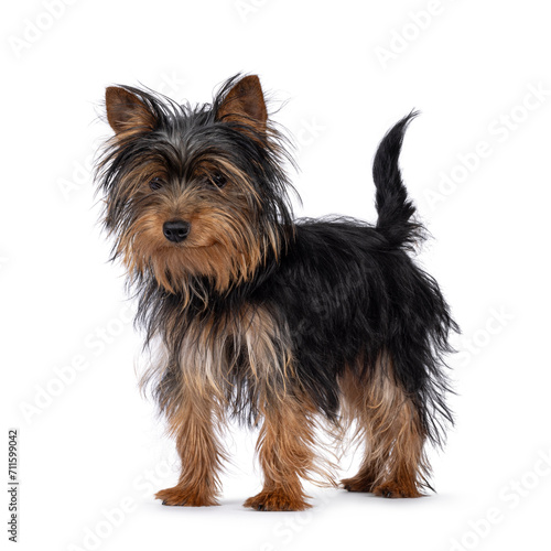 Cute little black and tan Yorkshire Terrier dog puppy, standing diagonal. Looking down and away from camera. Isolated on a white background.