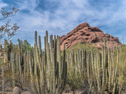 Cacti in Phoenix desert botanical garden, Arizona, USA