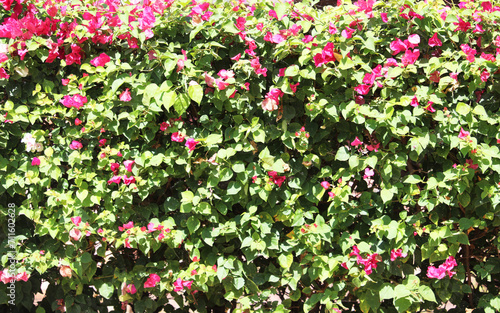 Tree wall, green leaves, pink flowers