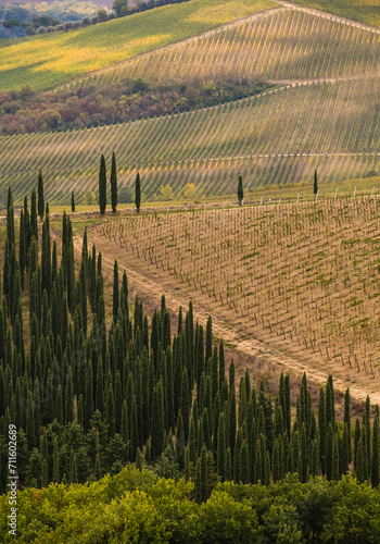 Vineyards of sangiovese in tuscany near Castellina in Chianti