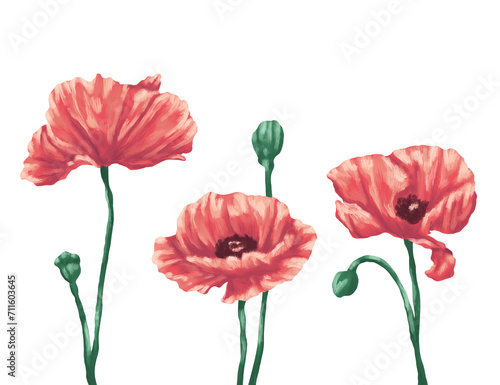 Poppy flower digital painting illustration