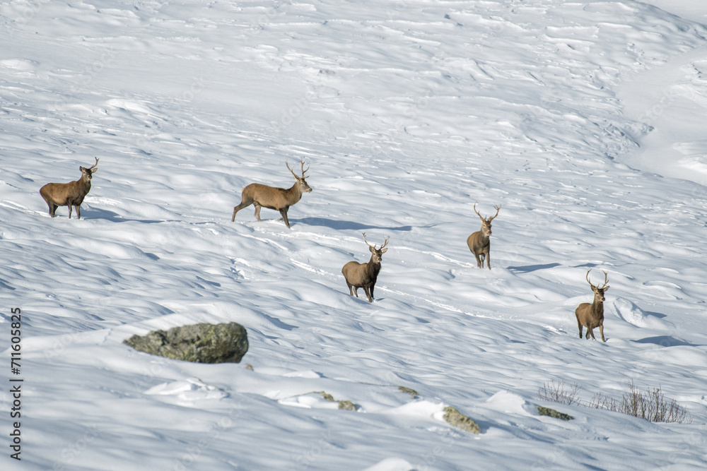 Herd of red deer stags (Cervus elaphus) in a completely white winter landascape in the Italian Alps, Horizontal, January.