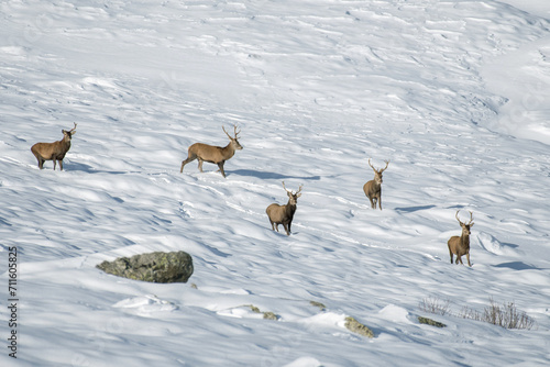 Herd of red deer stags (Cervus elaphus) in a completely white winter landascape in the Italian Alps, Horizontal, January. photo