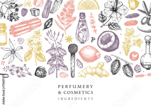 Aromatic plants background. Perfumery ingredients banner. Flower, fruit, spice, herb sketches. Hand drawn vector illustration. Cosmetics packaging design template.
