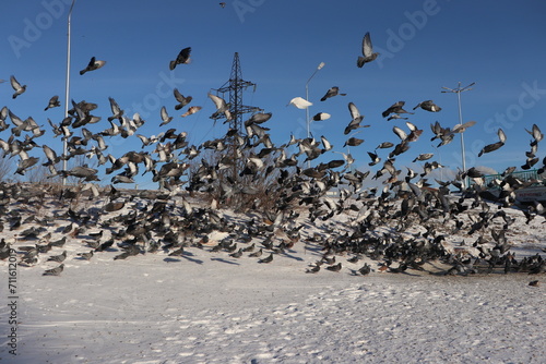 flock of seagulls © Марина Савченко