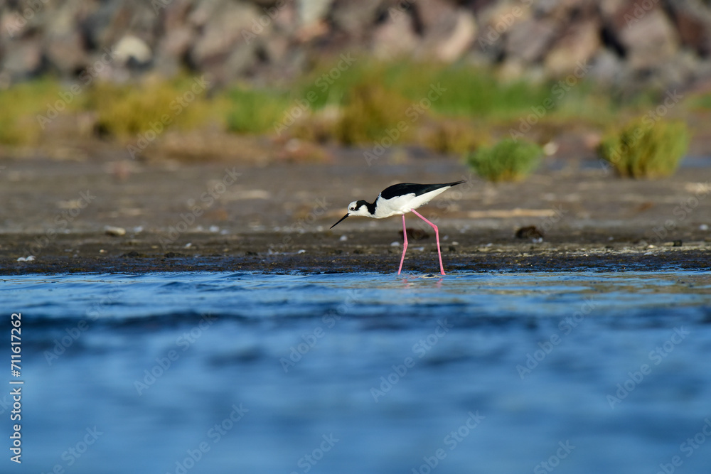 Southern Stilt, Himantopus melanurus in flight, La Pampa Province, Patagonia, Argentina Southern Stilt, Himantopus melanurus in flight, La Pampa Province, Patagonia, Argentina