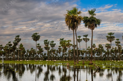 Sunset Palms landscape in La Estrella Marsh, Formosa province, Argentina. © foto4440