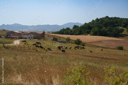 Country landscape near Potenza  Basilicata  Italy