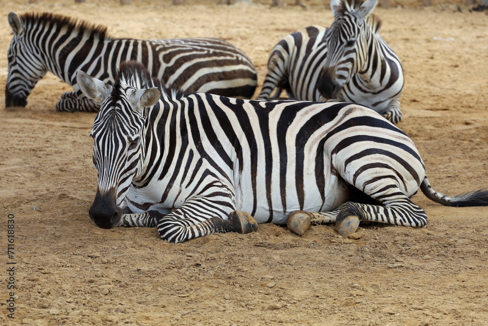 The burchell zebra in farm at thailand The burchell zebra in farm at thailand