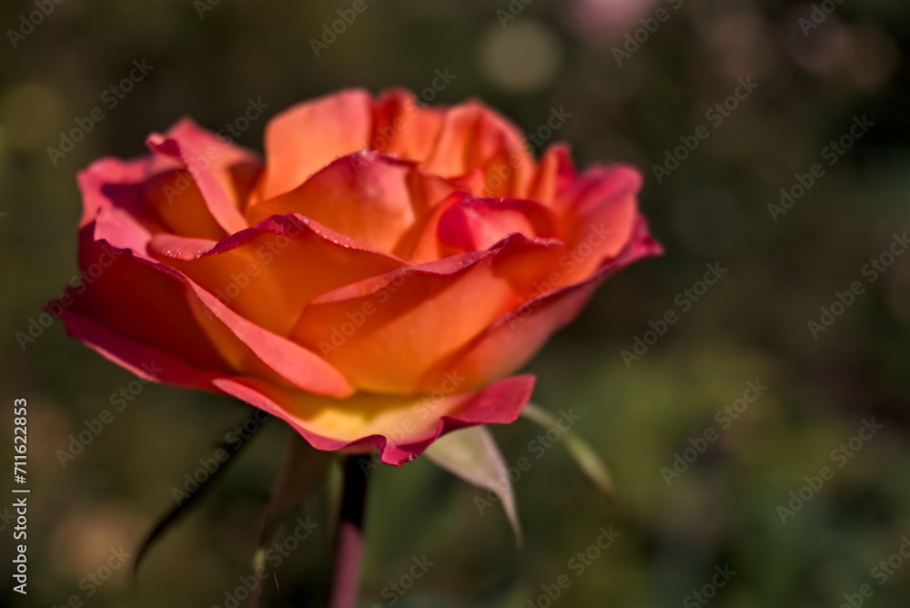 Stunning three colour rose with dew drops on its red, orange, yellow petals, close up shot