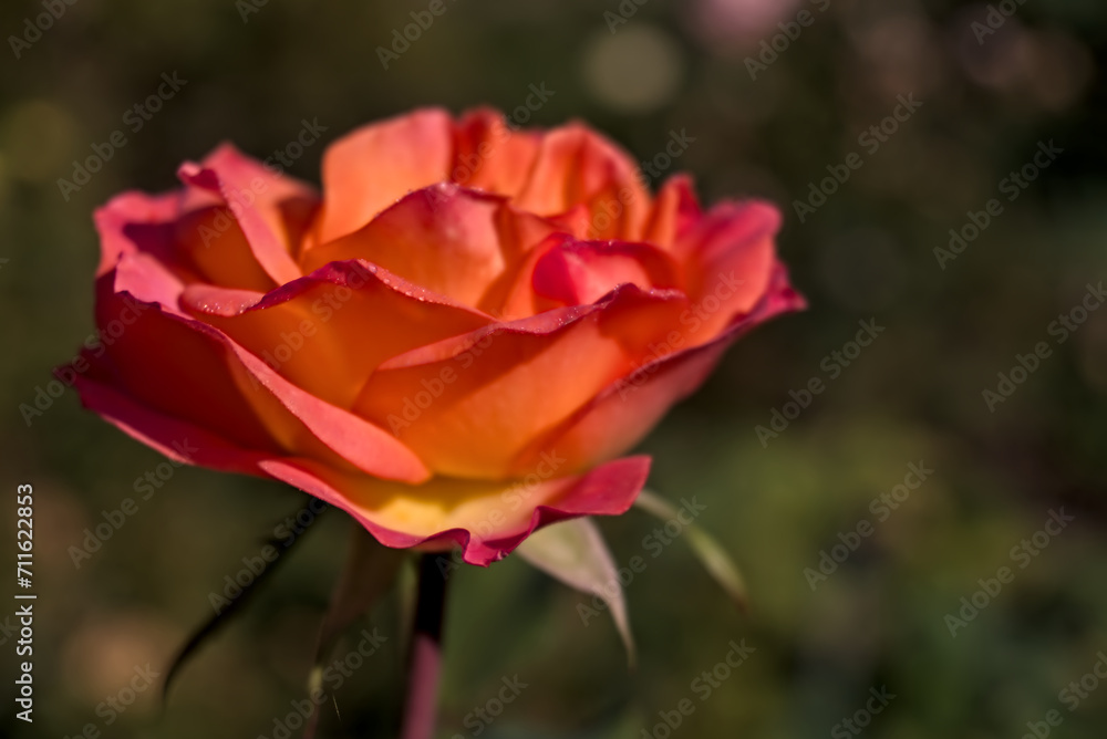 Stunning three colour rose with dew drops on its red, orange, yellow petals, close up shot Stunning three colour rose with dew drops on its red, orange, yellow petals, close up shot