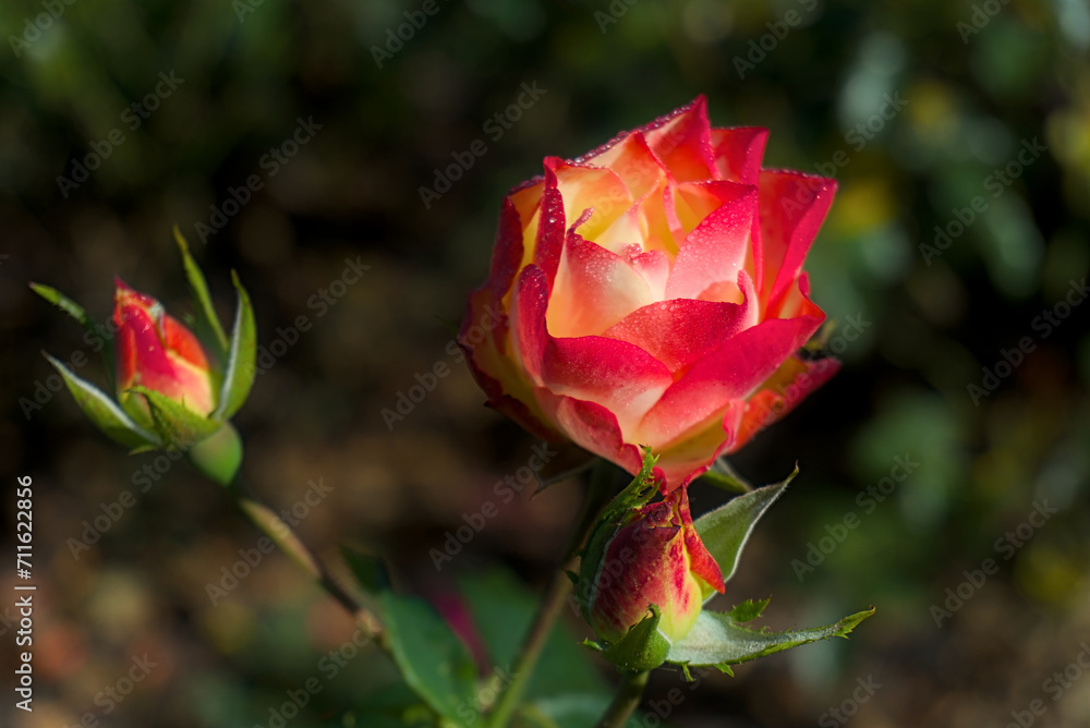 a beautiful rose with red and yellow petals and two rosebuds, close up shot with blurred green background