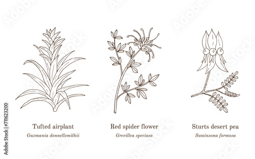 Collection of ornamental plants