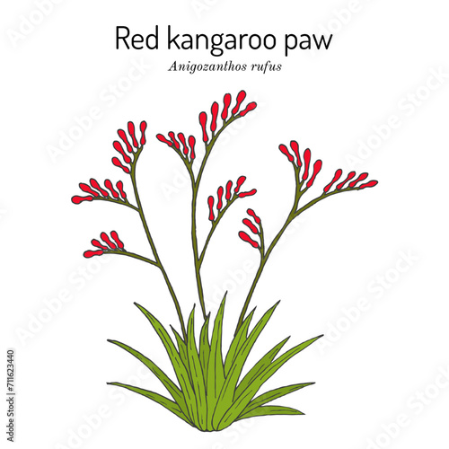 Red kangaroo paw (Anigozanthos rufus), ornamental plant