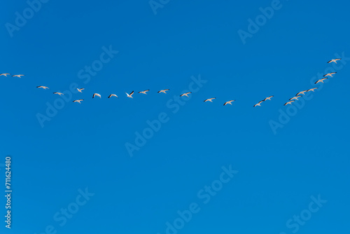 large flock of pelicans flying in formation near Sandwich Harbour, Namibia photo