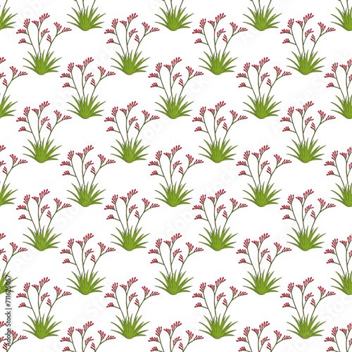 Seamless pattern with Red kangaroo paw (Anigozanthos rufus), ornamental plant