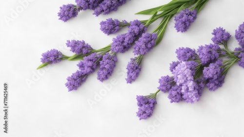 Beautiful Lavender flowers on white surface