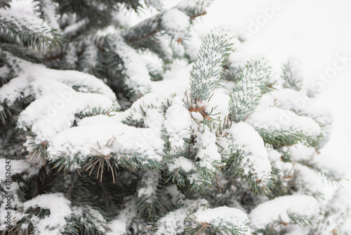 Snow covered coniferous branches. Christmas tree under snow, close up. Cold weather concept. Winter in nature. Nature in details,. Evergreen plant under snow. Frosty thuja tree in winter forest. 
