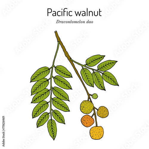 Pacific walnut, Lamyo, or Paldao (Dracontomelon dao), edible and medicinal plant