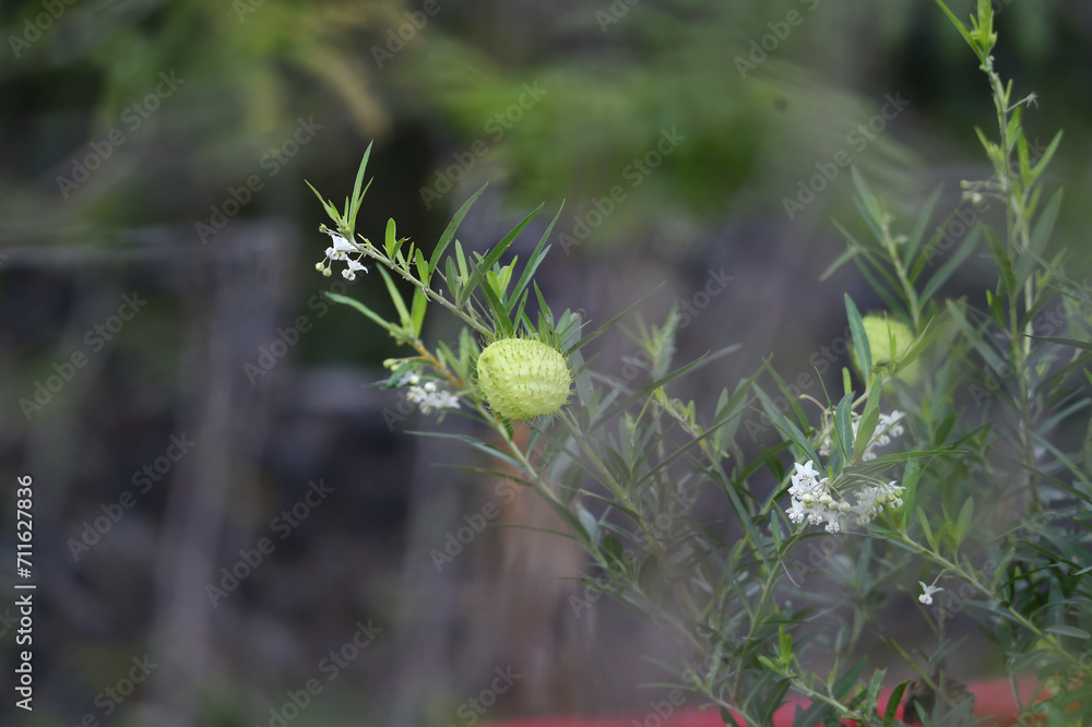Cotton flowers are round and have green hair Cotton flowers are round and have green hair