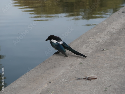 Bird on the beach