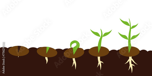 Plant seed germination process stages. 