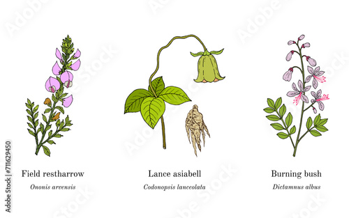 Collection of edible and medicinal plants