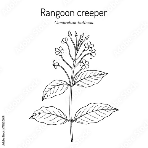 Rangoon creeper (Combretum indicum), medicinal plant