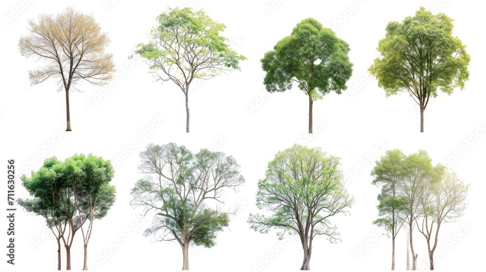 Obraz premium Collection of trees isolated on white background