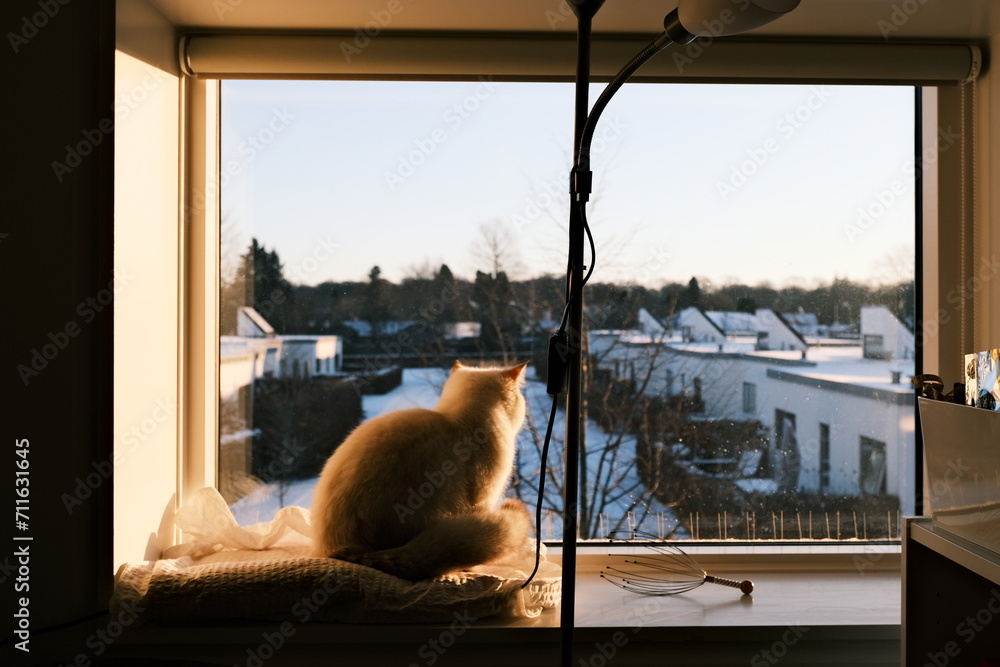 Cat perched gracefully atop a windowsill watching the sunrise in winter.