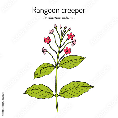 Rangoon creeper (Combretum indicum), medicinal plant