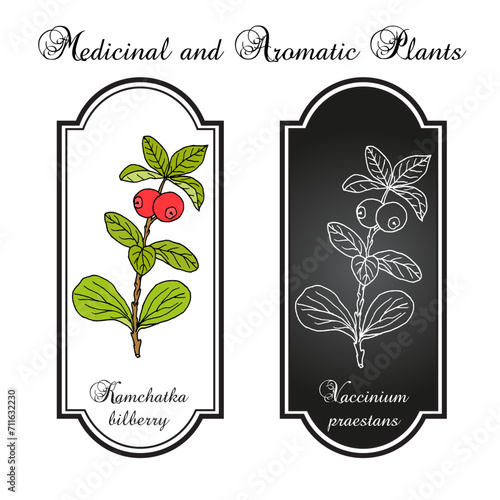 Kamchatka bilberry (Vaccinium praestans ), edible and medicinal plant. Hand drawn botanical vector illustration