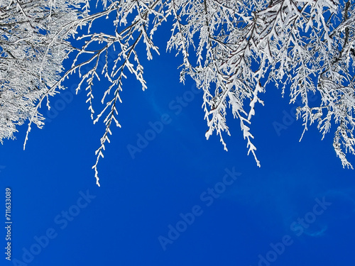 close up snow covered tree with blue sky