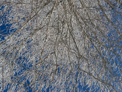 snow covered trees in the forest with blue sky in winter




