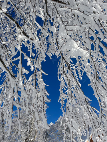 close up snow covered tree with blue sky